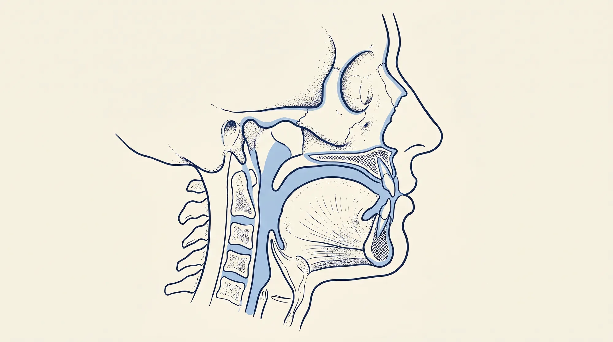 Cross-section illustration of the head showing the upper airway behind the tongue and soft palate, with the jaws advanced forward.